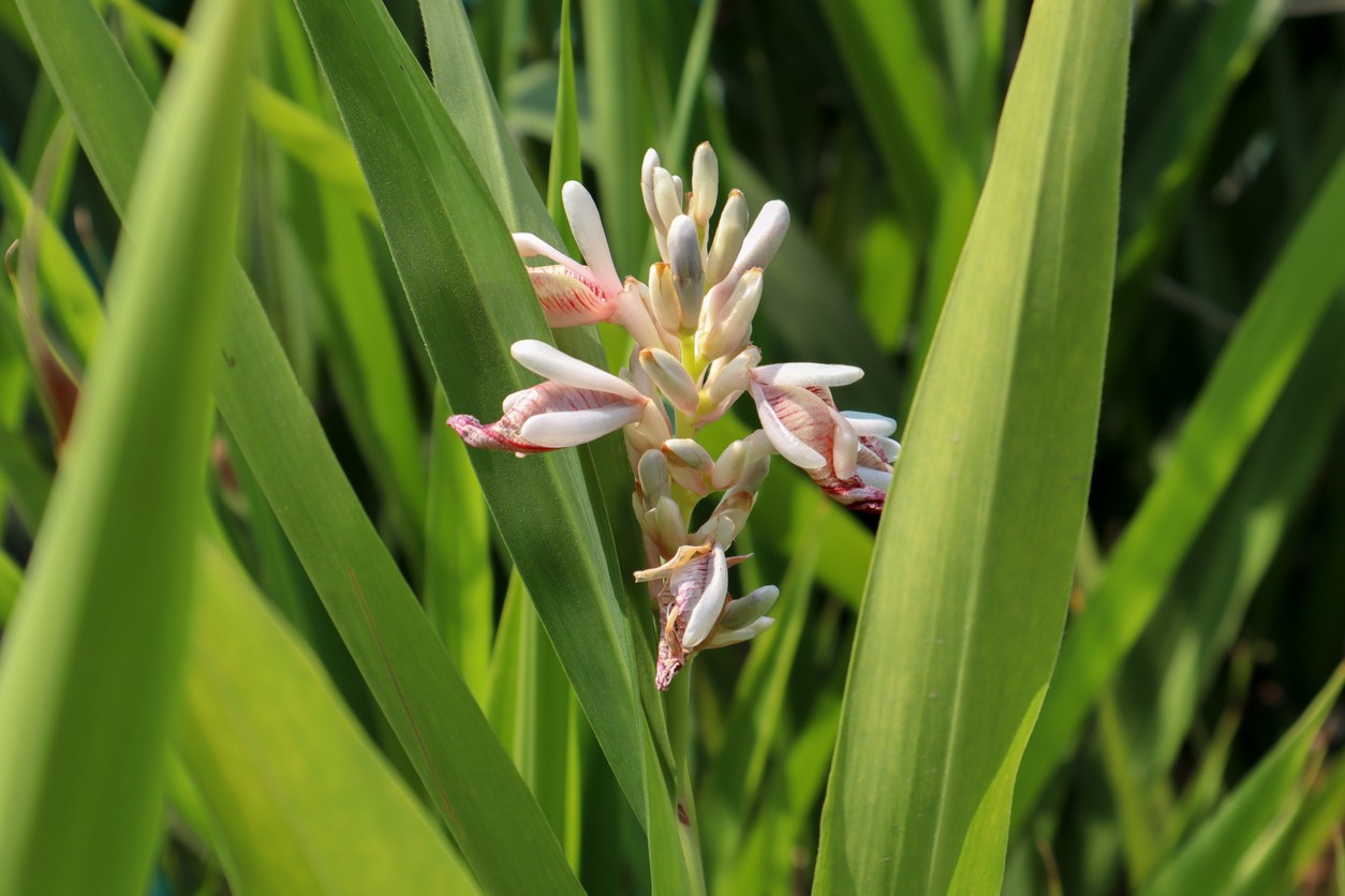 Spice Ginger Plant - Galangal - Alpinia galanga -Fragrant- Indoors/Out -4  Pot