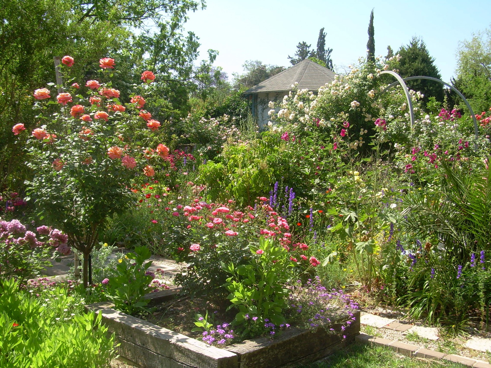 Planting Roses (+ Medicinal Uses for Roses)