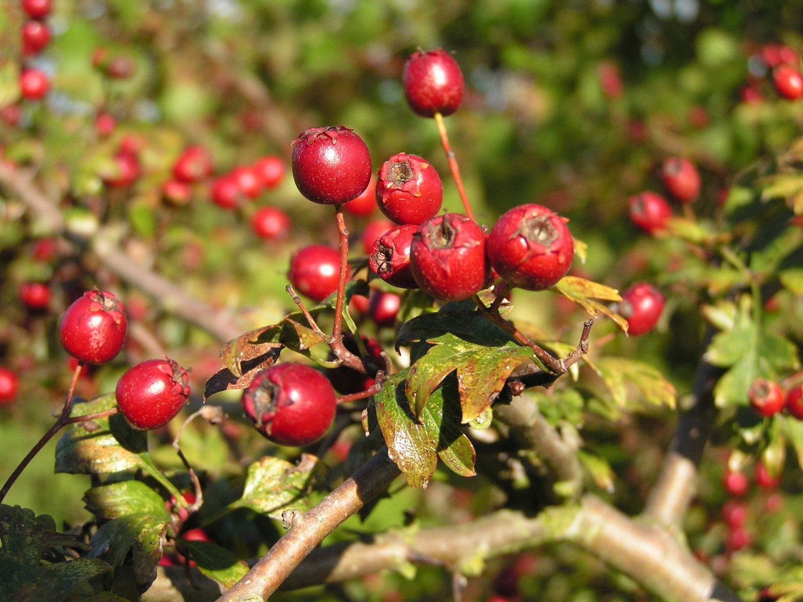 Plants Heal - Herbs - Medicinal Uses of Rose Petals and Rosehips